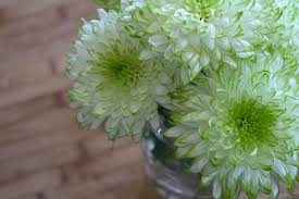 White Green Chrysanthemum Flower seeds for Planting - Vibrant Colors, Heirloom & GMO Free Seeds for Home Garden