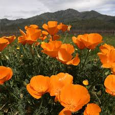 Cali Flower seeds for Planting Premium Quality Heirloom & GMO Free Seeds for Home Garden