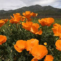 Cali Flower seeds for Planting Premium Quality Heirloom & GMO Free Seeds for Home Garden