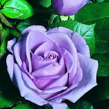 Violet Rose Edge Flower seeds for Planting - Low Maintenance, Heirloom & GMO Free Seeds for Home Garden