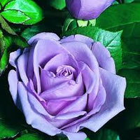 Violet Rose Edge Flower seeds for Planting - Low Maintenance, Heirloom & GMO Free Seeds for Home Garden