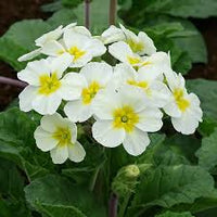 Green White Primrose Flower seeds for Planting - Perfect for Borders, Heirloom & GMO Free Seeds for Home Garden