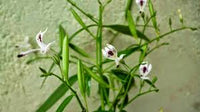 Andrographis Flower seeds for Planting Compact Growth Heirloom & GMO Free Seeds for Home Garden