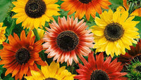 Mixed Color Sunflower Seeds for Planting Drought Tolerant Heirloom & GMO Free Seeds for Home Garden
 
 Sale