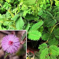 Mixed Mimosa Pudica Flower seeds for Planting - Vibrant Colors, Heirloom & GMO Free Seeds for Home Garden