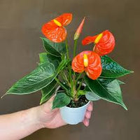 Anthurium Orange Blue Flower seeds for Planting - Pollinator Friendly, Heirloom & GMO Free Seeds for Home Garden
