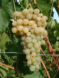 Green Dessert/Table Grape (Vitis vinifera) Fruit Vine Seeds