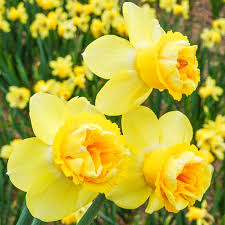 Yellow Double Narcissus Flower Seeds for Planting Sun Loving Heirloom & GMO Free Seeds for Home Garden
 
 Sale