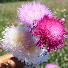Heirloom Moschata Flower seeds for Planting Premium Quality Heirloom & GMO Free Seeds for Home Garden