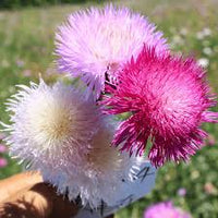 Heirloom Moschata Flower seeds for Planting Premium Quality Heirloom & GMO Free Seeds for Home Garden