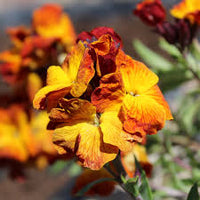 Goldlack Flower seeds for Planting - Pollinator Friendly, Heirloom & GMO Free Seeds for Home Garden