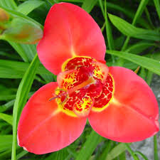 Red Tigridia Pavonia Flower seeds for Planting - Bright Blooms, Heirloom & GMO Free Seeds for Home Garden