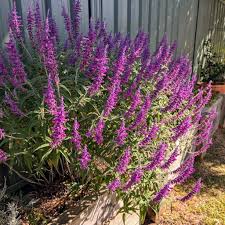 Lavender Barbara Flower seeds for Planting - Colorful Display, Heirloom & GMO Free Seeds for Home Garden