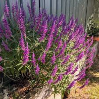 Lavender Barbara Flower seeds for Planting - Colorful Display, Heirloom & GMO Free Seeds for Home Garden