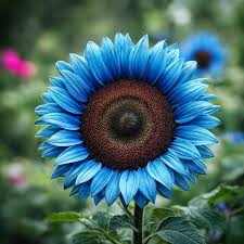 Ocean Blue Sunflower Flower Seeds for Planting Colorful Display Heirloom & GMO Free Seeds for Home Garden
 
 Sale