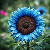 Ocean Blue Sunflower Flower Seeds for Planting Colorful Display Heirloom & GMO Free Seeds for Home Garden
 
 Sale