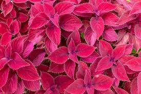 Pink Coleus Flower seeds for Planting Shade Tolerant Heirloom & GMO Free Seeds for Home Garden