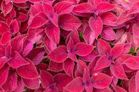 Pink Coleus Flower seeds for Planting Shade Tolerant Heirloom & GMO Free Seeds for Home Garden