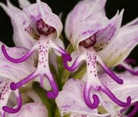 Naked Man Orchid Flower seeds for Planting - Colorful Display, Heirloom & GMO Free Seeds for Home Garden