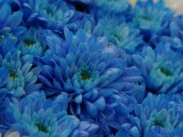 Blue Chrysanthemum Flower seeds for Planting - Premium Quality, Heirloom & GMO Free Seeds for Home Garden