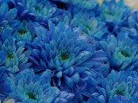 Blue Chrysanthemum Flower seeds for Planting - Premium Quality, Heirloom & GMO Free Seeds for Home Garden