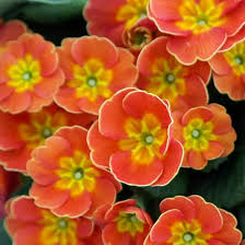 Orange Primrose Flower seeds for Planting - Sun Loving, Heirloom & GMO Free Seeds for Home Garden