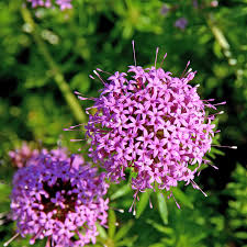 Pink Crossworts Flower seeds for Planting - Fragrant Blossoms, Heirloom & GMO Free Seeds for Home Garden