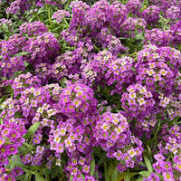 Heirloom Alyssum Flower seeds for Planting Perfect for Borders Heirloom & GMO Free Seeds for Home Garden