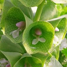Bells Flower seeds for Planting - Compact Growth, Heirloom & GMO Free Seeds for Home Garden