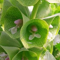 Bells Flower seeds for Planting - Compact Growth, Heirloom & GMO Free Seeds for Home Garden