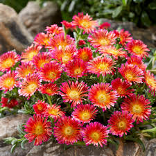 Red Delosperma Flower seeds for Planting Fragrant Blossoms Heirloom & GMO Free Seeds for Home Garden