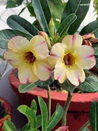 Obesum Flower seeds for Planting Fragrant Blossoms Heirloom & GMO Free Seeds for Home Garden