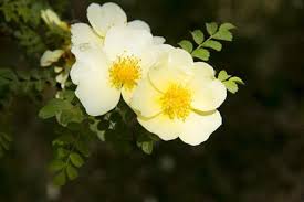 White Rosa Xanthina Flower Seeds for Planting Long Bloom Season Heirloom & GMO Free Seeds for Home Garden
 
 Sale