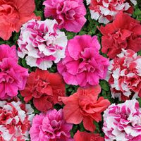 Mixed Double Petunia Flower Seeds for Planting Heirloom NONGMO Vibrant Garden Blooms 
 
 Sale