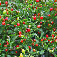 Pequin Vegetable Planting Seeds