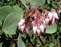 Elevate Your Outdoors with Whiteleaf Manzanita Planting  Seed for Stunning Shrubbery