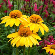 Echinacea Yellow Flower Seeds Planting Pack for Vibrant Gardens