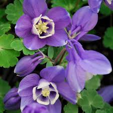 Light Blue Pink Aquilegia Flower Seeds for Planting Compact Growth Heirloom & GMO Free Seeds for Home Garden
 
 Sale