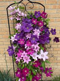 Mixed Colors Clematis Flower Vines Perennial Climbing Flower seeds for Planting - Garden Favorite, Heirloom & GMO Free Seeds for Home Garden