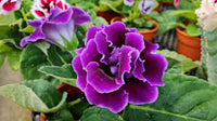 Violet Purple Gloxinia Flower Seeds for Planting Easy to Grow Heirloom & GMO Free Seeds for Home Garden
 
 Sale