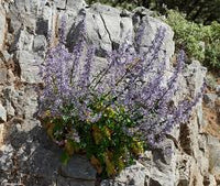 Blue Petromarula Pinnata Flower seeds for Planting - Wildflower Mix, Heirloom & GMO Free Seeds for Home Garden