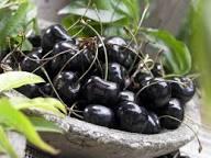 Black Cherry (Prunus serotina) Fruit Tree Seeds – Fragrant White Flowers