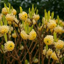Heirloom Yellow Edgeworthia Flower seeds for Planting Hardy Variety Heirloom & GMO Free Seeds for Home Garden