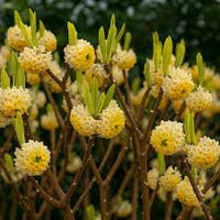 Heirloom Yellow Edgeworthia Flower seeds for Planting Hardy Variety Heirloom & GMO Free Seeds for Home Garden