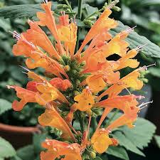 Orange Agastache Flower seeds for Planting - Long Bloom Season, Heirloom & GMO Free Seeds for Home Garden