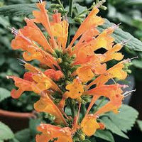 Orange Agastache Flower seeds for Planting - Long Bloom Season, Heirloom & GMO Free Seeds for Home Garden