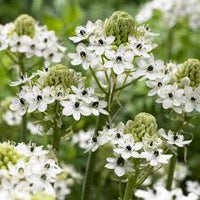 Ornithogalum Saundersiae Flower seeds for Planting Low Maintenance Heirloom & GMO Free Seeds for Home Garden