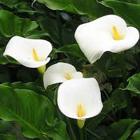 White Zantedeschia Aethiopica Flower seeds for Planting - Garden Favorite, Heirloom & GMO Free Seeds for Home Garden