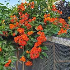 Confusus Mexico Flower seeds for Planting - Perfect for Borders, Heirloom & GMO Free Seeds for Home Garden