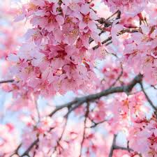 Himalayan Cherry Tree Seeds (Prunus Cerasoides) – Pink Flowers & Red Fruit for Beautiful Landscapes